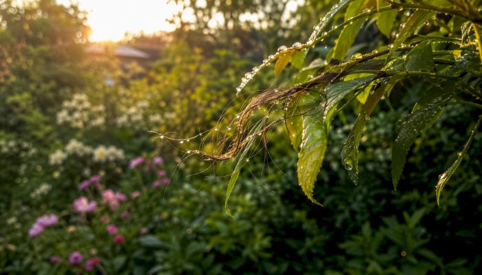 Close-up hair strand with dew in natural setting