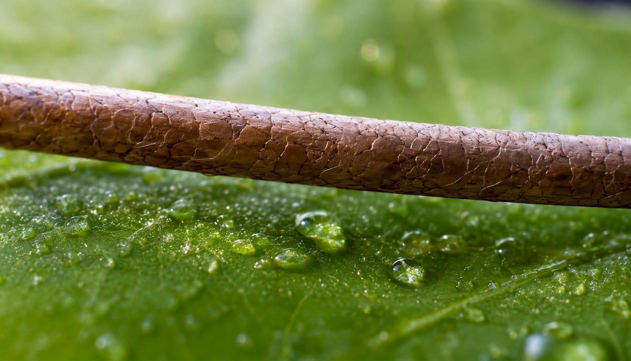 Macro hair strand resting on green leaf