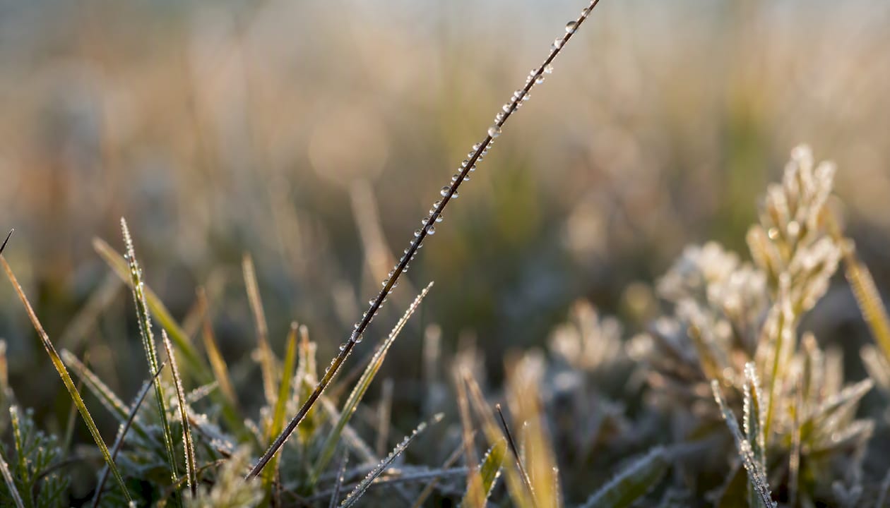Macro hair strand on moss with dew