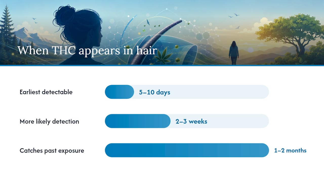 How THC Gets Into Hair and How Fast It Shows Up — overview diagram