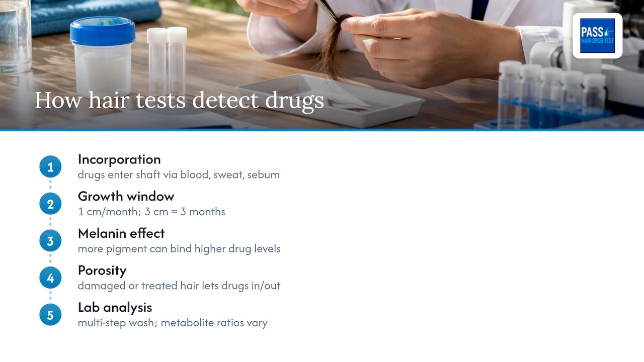 How hair follicle tests detect drugs and why results vary — overview diagram
