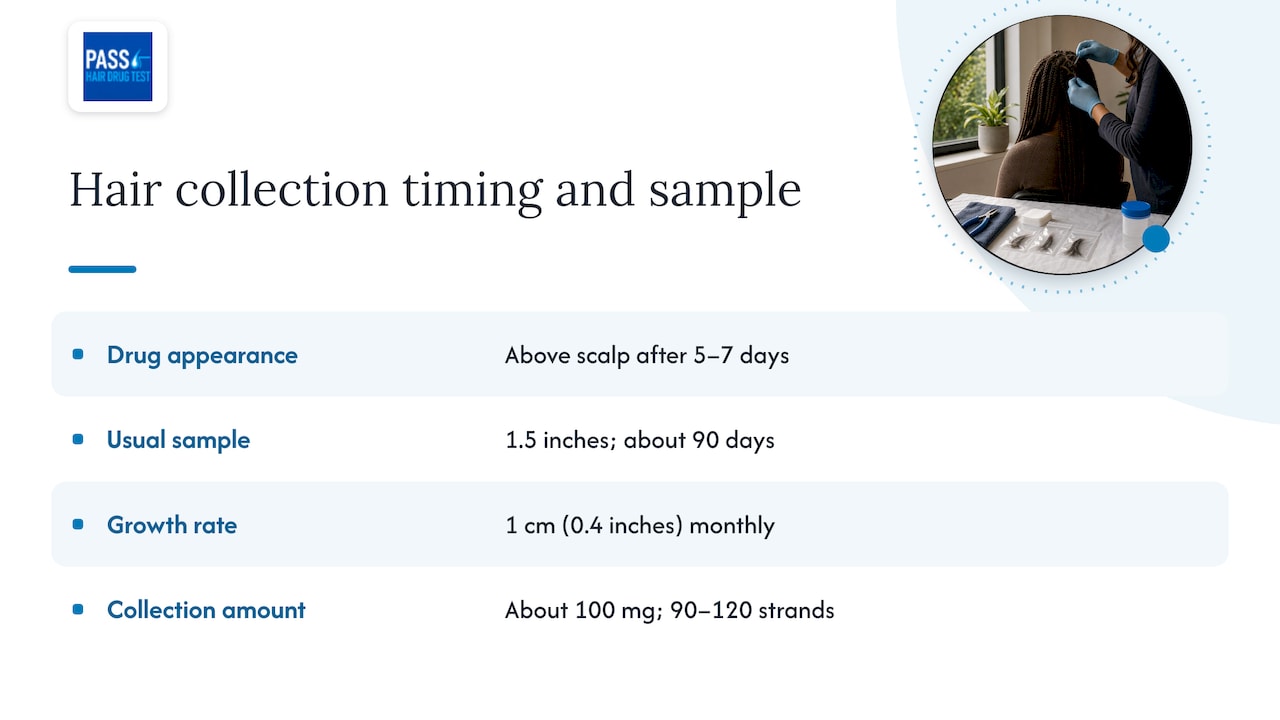 Hair sample length and drug detection timeline