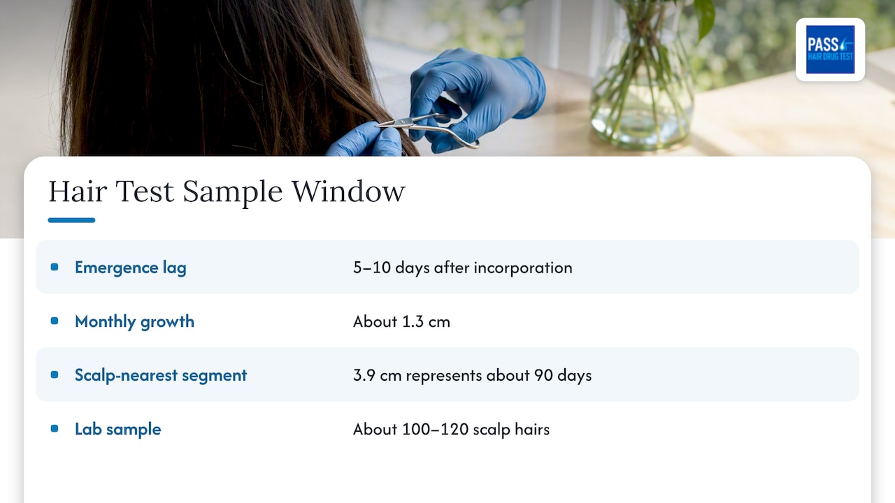 Timeline of hair growth and test window