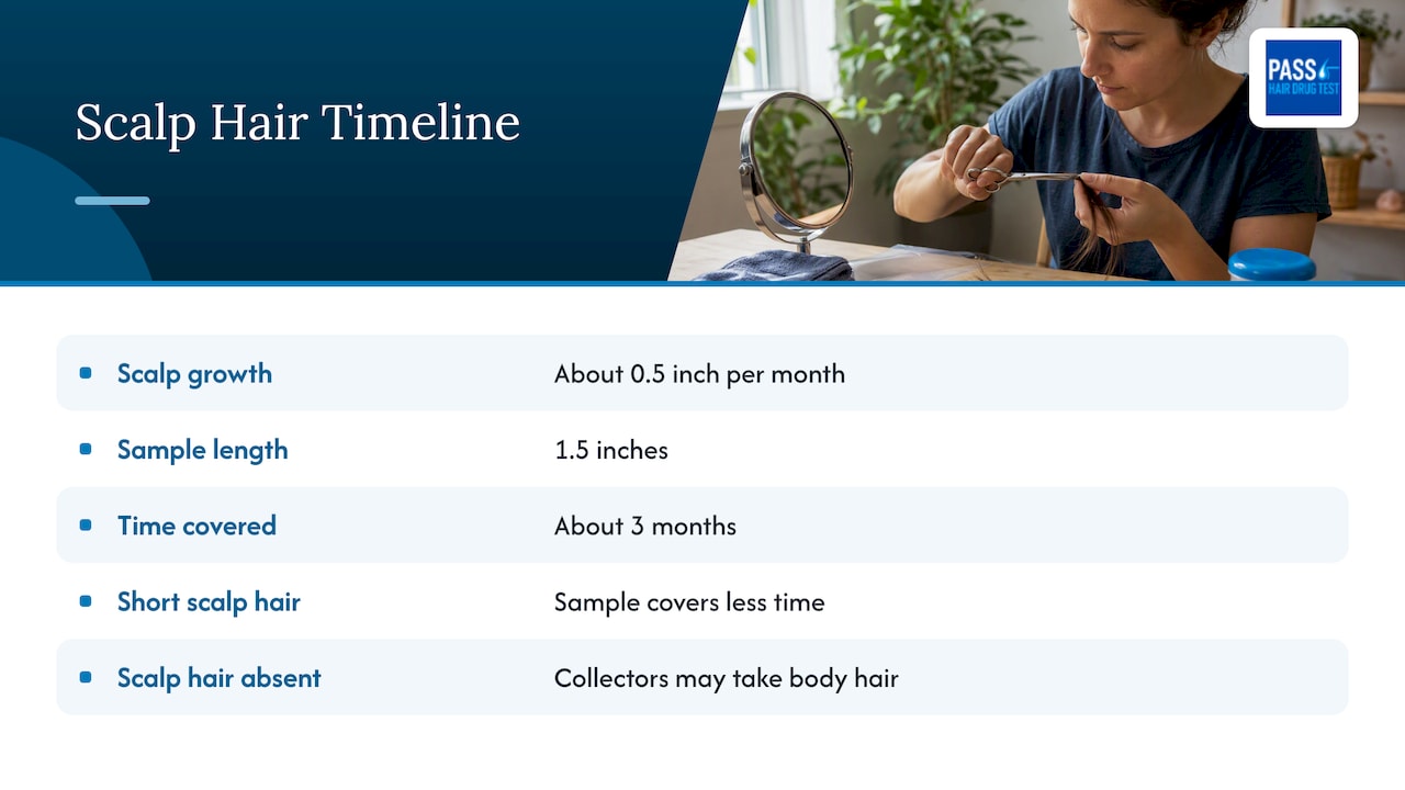 Hair length mapped to an approximate detection timeline